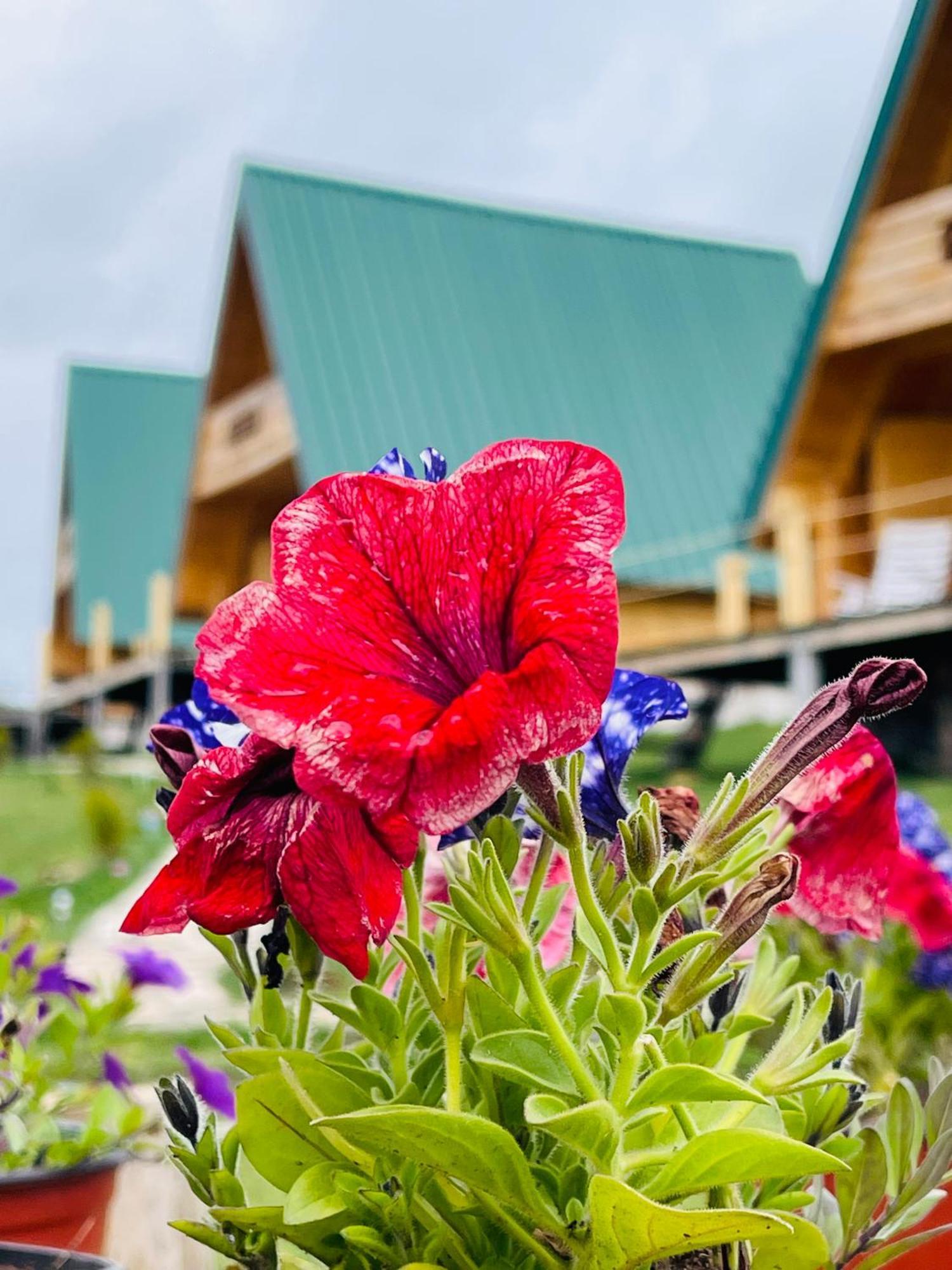Ethno Village Molitva Holiday home